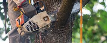 Best Palm Tree Trimming  in American Fork, UT