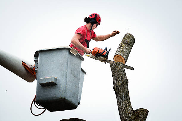 How Our Tree Care Process Works  in  American Fork, UT